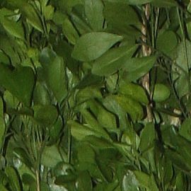 Reese Whiterspoon vuelve a ser Elle Woods para Prime Video.