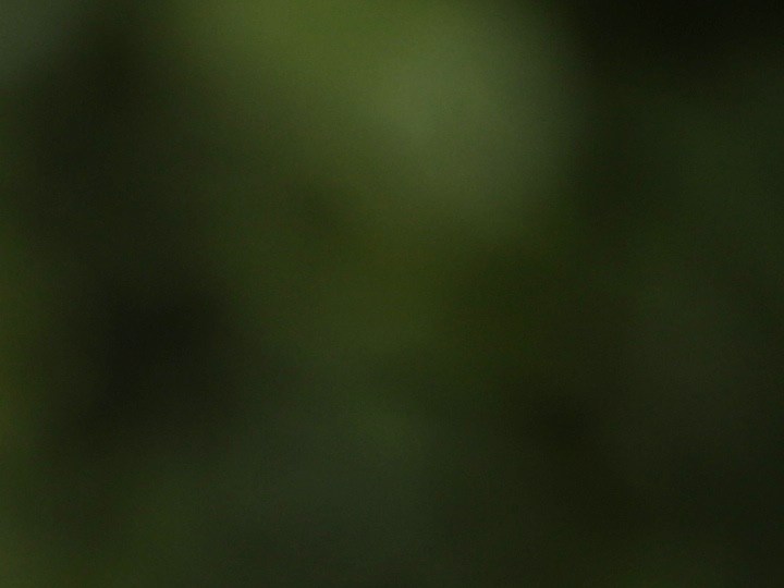 Los perfumes con aroma a bergamota son ideales para usar en el día a día.