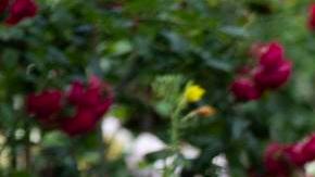 Los zapatos inusuales se vuelven tendencia en la Semana de la Moda.