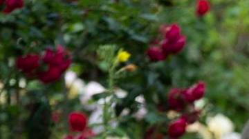 Los zapatos inusuales se vuelven tendencia en la Semana de la Moda.