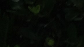 Miu Miu vuelve a ser elegida como la marca "más caliente" de Lyst Index.