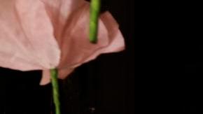 Ariana Grande destacó con un nuevo look para el estreno de Wicked.