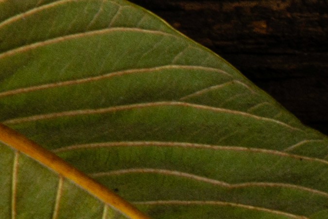 Las hojas de guayaba mejoran el cuidado del cabello.