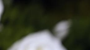 Celebridades como Zendaya y Demi Moore llevaron sus mejores looks a los Golden Globes 2025.