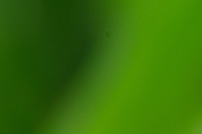 El aloe vera puede ayudarte a hidratar tu cabello por sus propiedades.