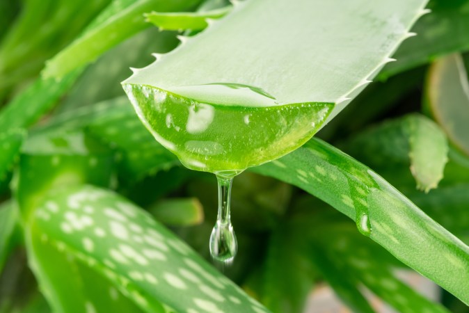 El aloe vera puede ayudarte a hidratar tu cabello por sus propiedades.