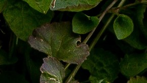 La marca UGG se inspiró en un texto clásico chino para su nueva colección de zapatos.