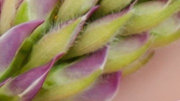 Los perfumes con aroma a flores serán los favoritos en la Primavera.