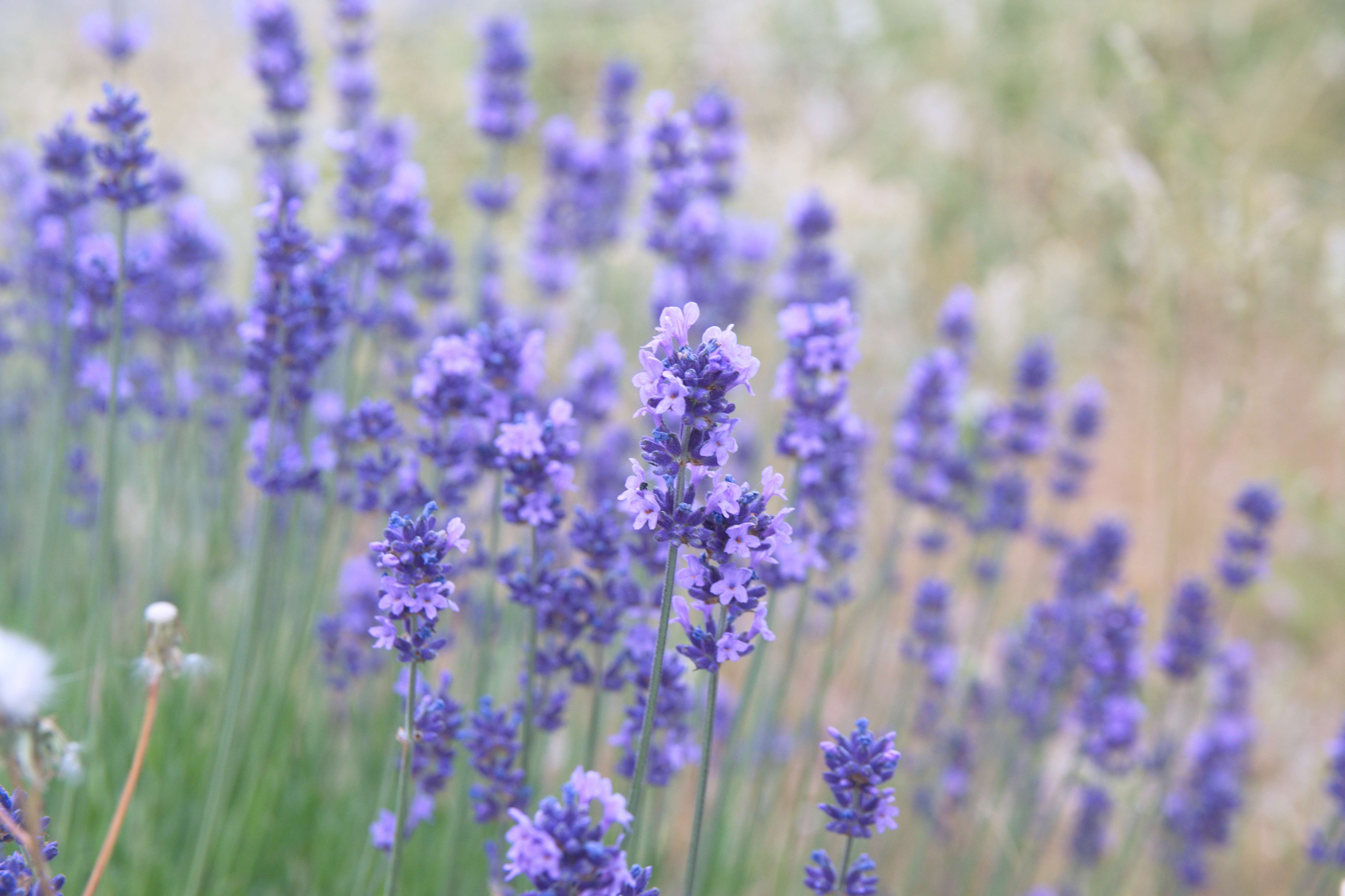 La lavanda tiene un rico aroma que puede mejorar el olor en tus zapatos.