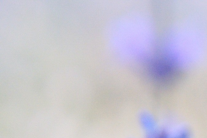 La lavanda tiene un rico aroma que puede mejorar el olor en tus zapatos.