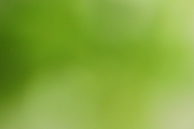 El aceite de árbol de té ayuda evitar la infección en la uña encarnada.