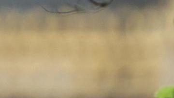 La princesa Kate recuperó uno de sus looks más elegantes para asistir al palacio de Buckingham.