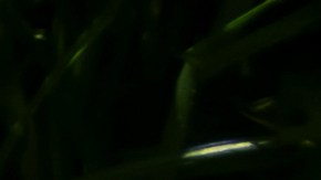 Cuida tu cabello cobrizo en verano con los consejos adecuados.