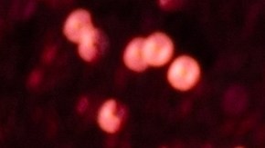 Maquillate en Navidad con las tendencias más destacadas de la temporada.