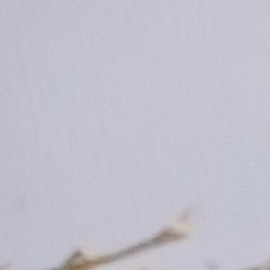 mascarilla arroz