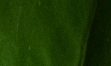 uñas verdes
