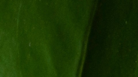 uñas verdes